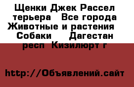 Щенки Джек Рассел терьера - Все города Животные и растения » Собаки   . Дагестан респ.,Кизилюрт г.